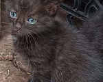 Кошки в Санкт-Петербурге: Малюсенький черный котёнок с голубыми глазками Мальчик, Бесплатно - фото 7