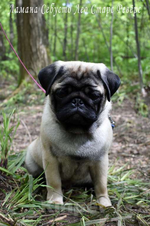 Собаки в Москве: Брутальный пирожок Мальчик, 100 000 руб. - фото 3