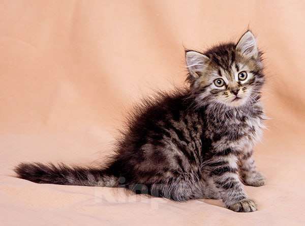 Кошки в Москве: Сибирский котенок Бантик Мальчик, 60 000 руб. - фото 4