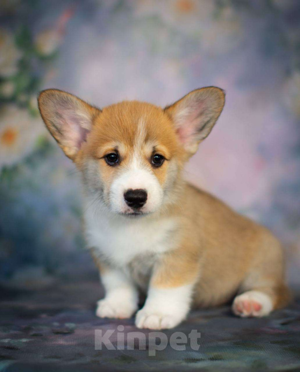 Собаки в Гатчине: Щенки вельш-корги пемброк (РКФ) Мальчик, 70 000 руб. - фото 3