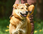 Собаки в Обнинске: Самая необычная собака Девочка, Бесплатно - фото 2