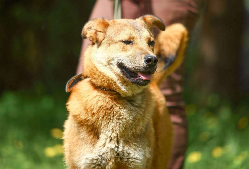 Собаки в Обнинске: Самая необычная собака Девочка, Бесплатно - фото 2