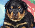 Собаки в Тюмени: Щенки ротвейлера, 25 000 руб. - фото 10