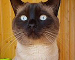 Кошки в Новочебоксарске: Ищем кошку для вязки, 500 руб. - фото 2
