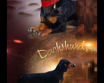 Собаки в Симферополе: Вязка такса стандарт чёрный мрамор, 3 500 руб. - фото 4