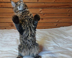 Кошки в Ливны: Котята Мейн-кун, 60 000 руб. - фото 6