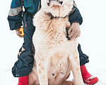 Собаки в Москве: Туркменский плаббай девочка Девочка, 10 000 руб. - фото 2