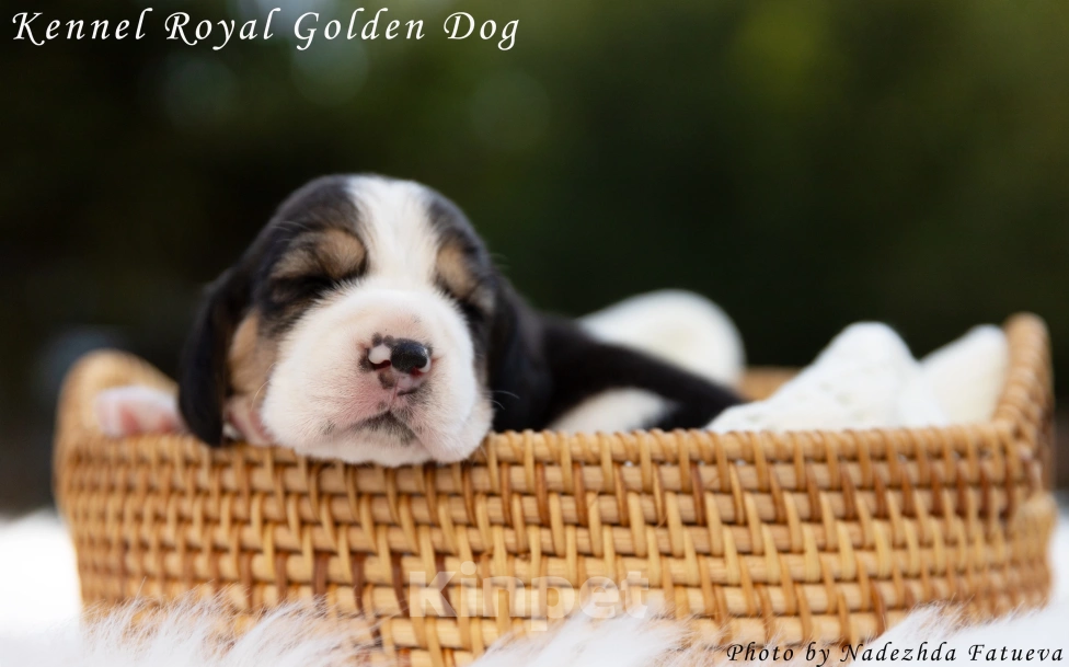 Собаки в Москве: Щенки бигль Мальчик, 60 000 руб. - фото 4