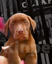 Собаки в Ульяновске: Великолепный мальчик и девочка коричневого цвета., 55 000 руб. - фото 1