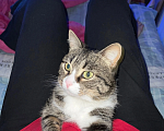 Кошки в Шахте: Потерялся кот Коржик Мальчик, 5 руб. - фото 1