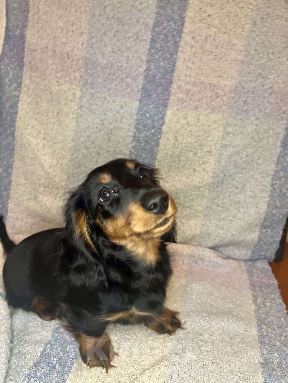 Собаки в Москве: черно-подпалый мальчик длинношерстной кроличьей таксы  Мальчик, 55 000 руб. - фото 2