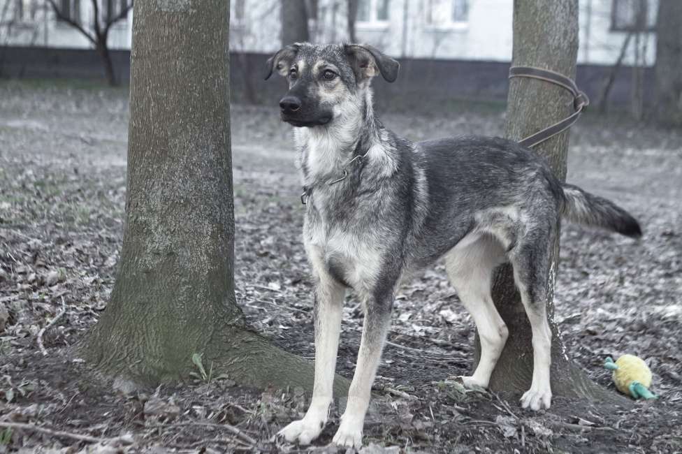 Собаки в других городах Ленинградской области: Весёлая собака Нора в поисках дома Девочка, 500 руб. - фото 4