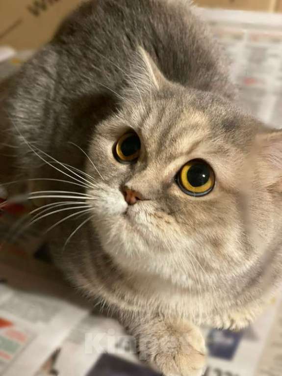 Кошки в Москве: Британская молодая кошка Хельга в добрые руки Девочка, 1 руб. - фото 2