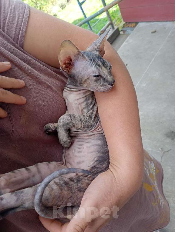 Кошки в Белгороде: Сфинкс черепашка флок Девочка, 7 000 руб. - фото 5