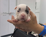 Собаки в Санкт-Петербурге: Американский булли Девочка, 180 000 руб. - фото 1