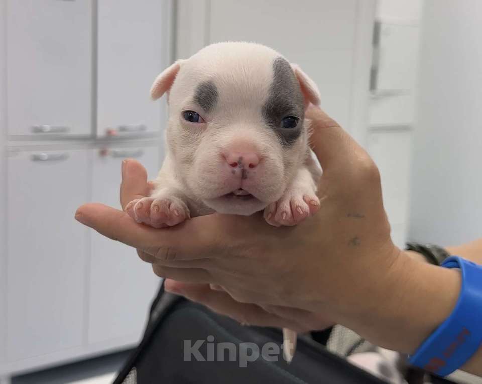 Собаки в Санкт-Петербурге: Американский булли Девочка, 180 000 руб. - фото 1