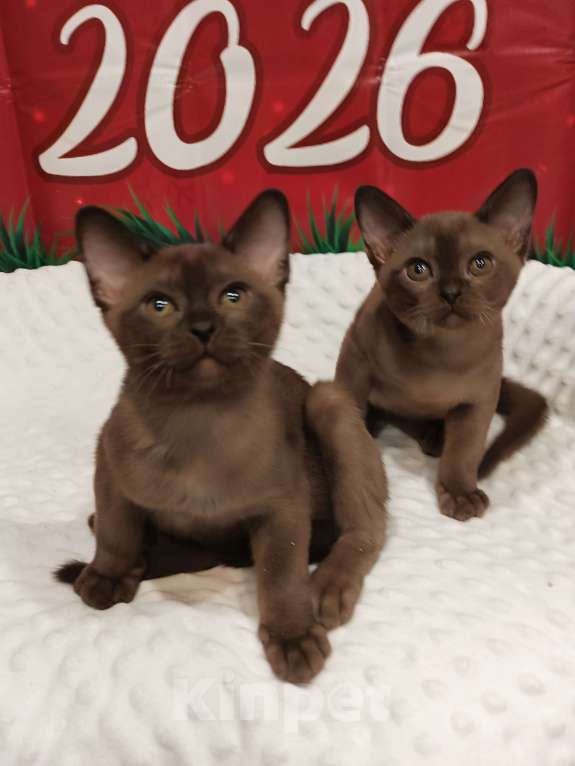 Кошки в Лыткарино: Бурма  европейская  помет на букву N Мальчик, 40 000 руб. - фото 1