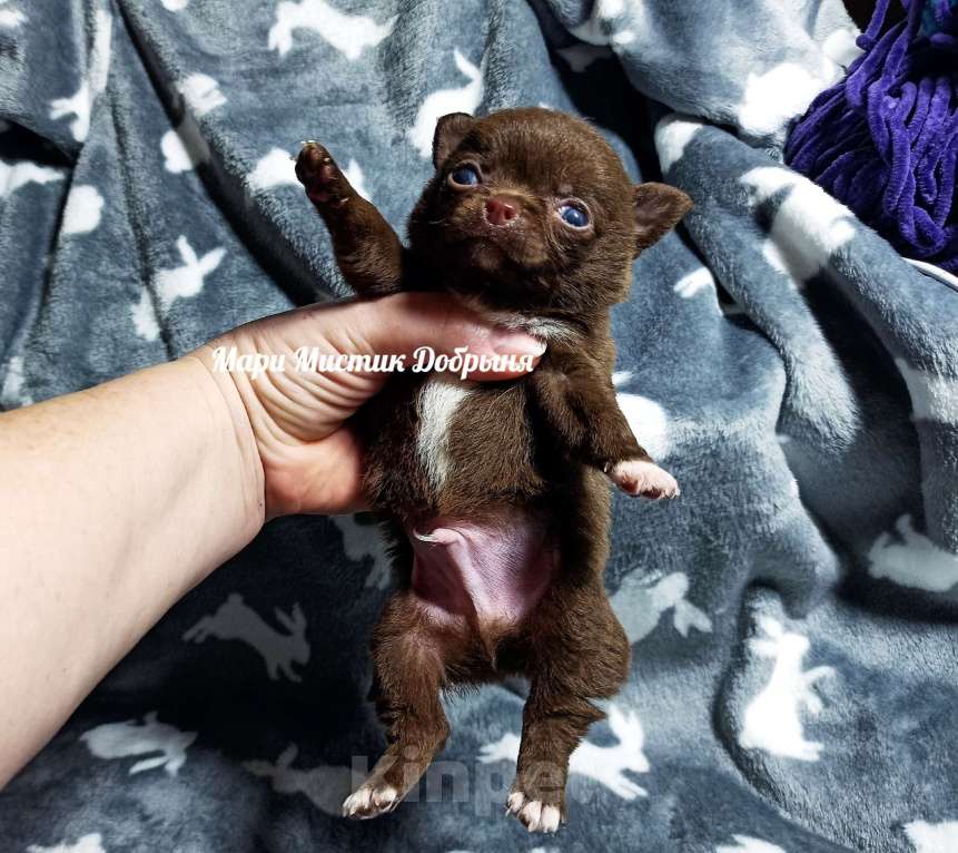 Собаки в Санкт-Петербурге: Чихуахуа Добрыня шоколадного окраса Мальчик, 70 000 руб. - фото 4