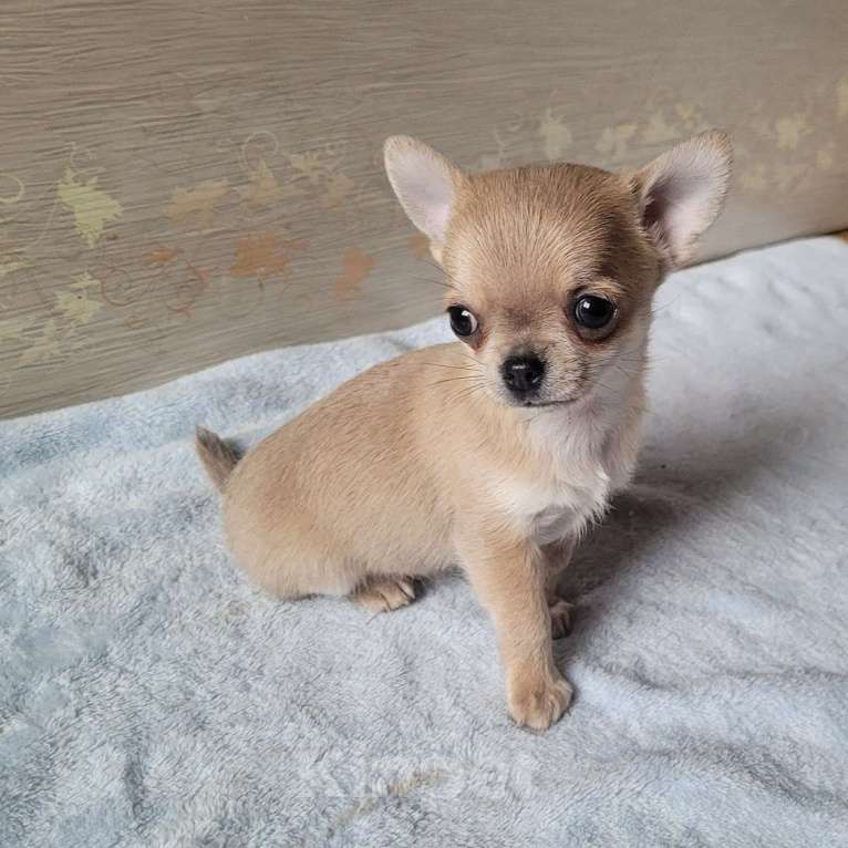 Собаки в Москве: Мальчик Чихуахуа голубо-палевый Мальчик, Бесплатно - фото 4