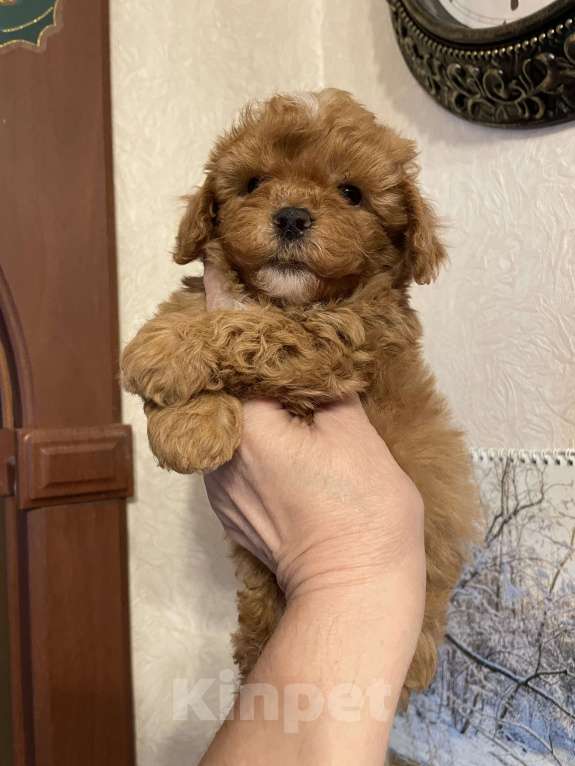 Собаки в Москве: Мальтипу щенки Мальчик, 60 000 руб. - фото 4