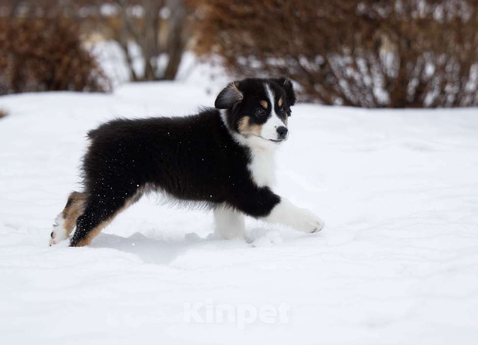 Собаки в Екатеринбурге: Девочка черный триколор  Девочка, Бесплатно - фото 7