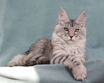 Кошки в Мытищах: Котенок Мейн-кун Девочка, 40 000 руб. - фото 6
