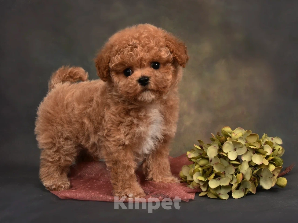 Собаки в других городах Московской области: Щенки Мальтипу Мальчик, 130 000 руб. - фото 1