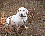 Собаки в Москве: Собака из приюта ищет дом Девочка, Бесплатно - фото 1