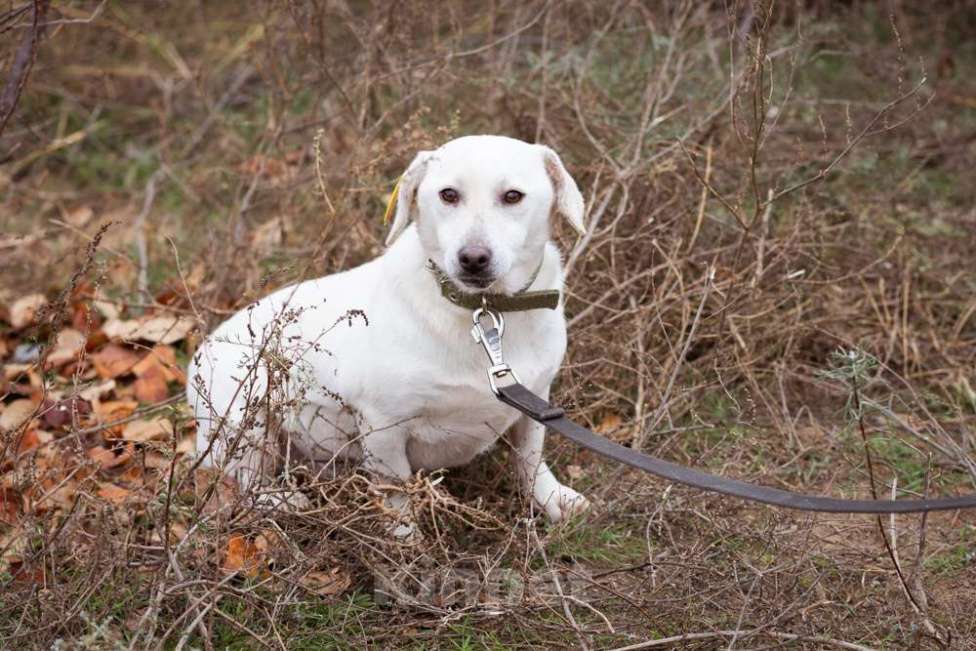 Собаки в Москве: Собака из приюта ищет дом Девочка, Бесплатно - фото 1