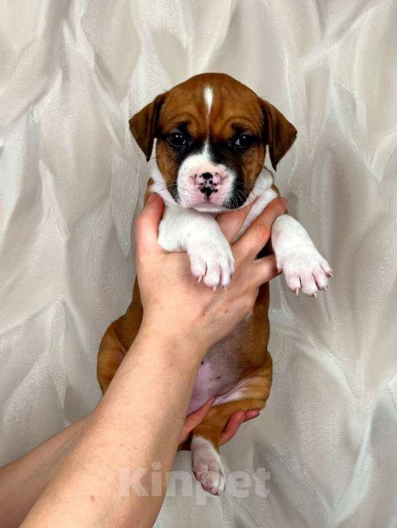 Собаки в Москве: Яркая красотка амстаффа Девочка, 80 000 руб. - фото 3