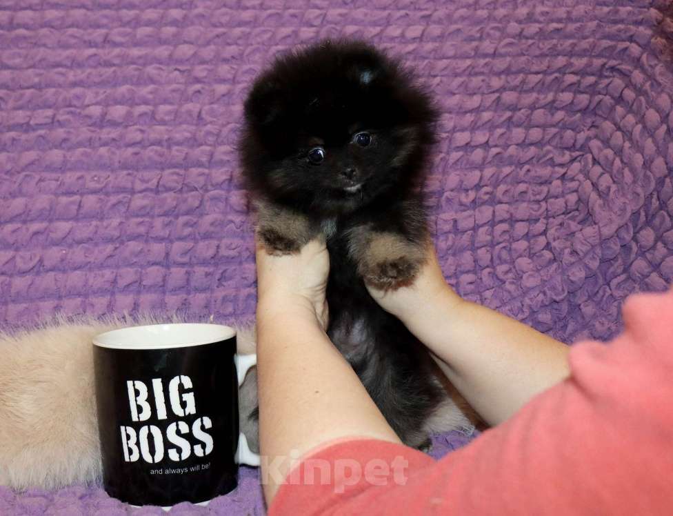 Собаки в Москве: Крошка Померанского шпица Девочка, 55 000 руб. - фото 3