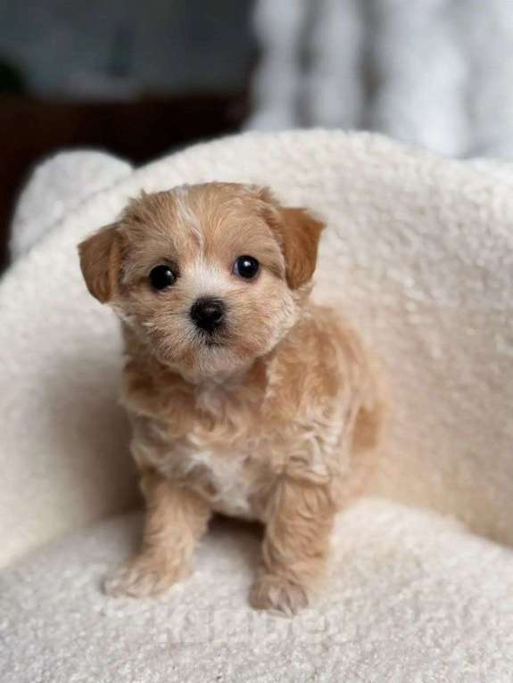 Собаки в Чехове: Мальтипу Ф1 Девочка, Бесплатно - фото 3