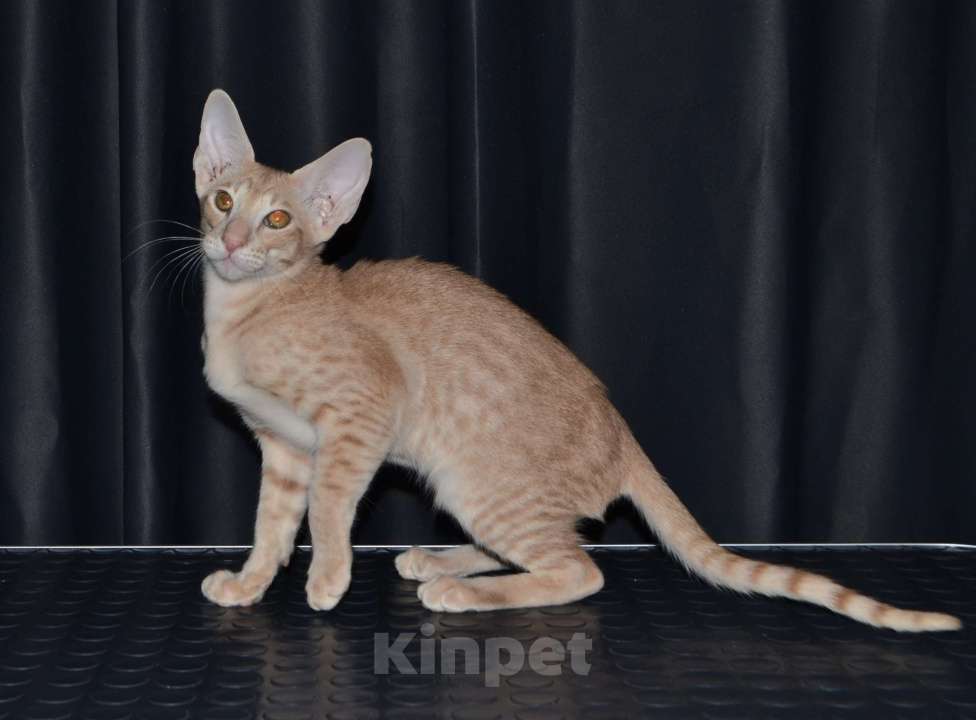Кошки в Глазове: ориентальные котики с доками Мальчик, 50 000 руб. - фото 3