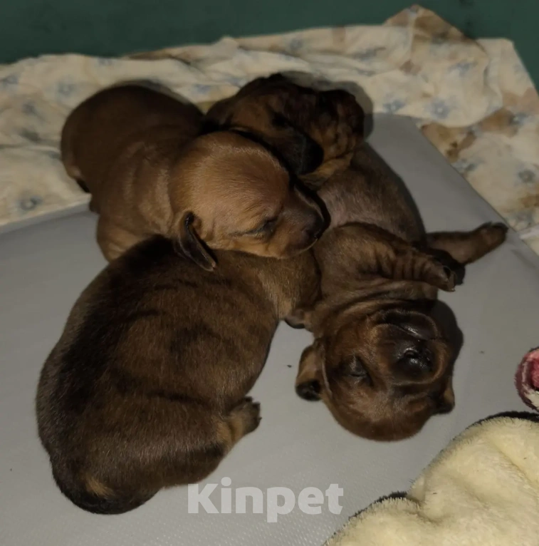 Собаки в Жуковском: Таксята Мальчик, 50 000 руб. - фото 1