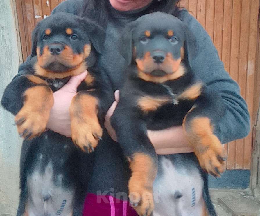 Собаки в Курске: Щенок ротвейлера Мальчик, 25 000 руб. - фото 2