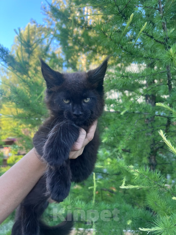 Кошки в Новосибирске: Котята мейн кун Девочка, 50 000 руб. - фото 6