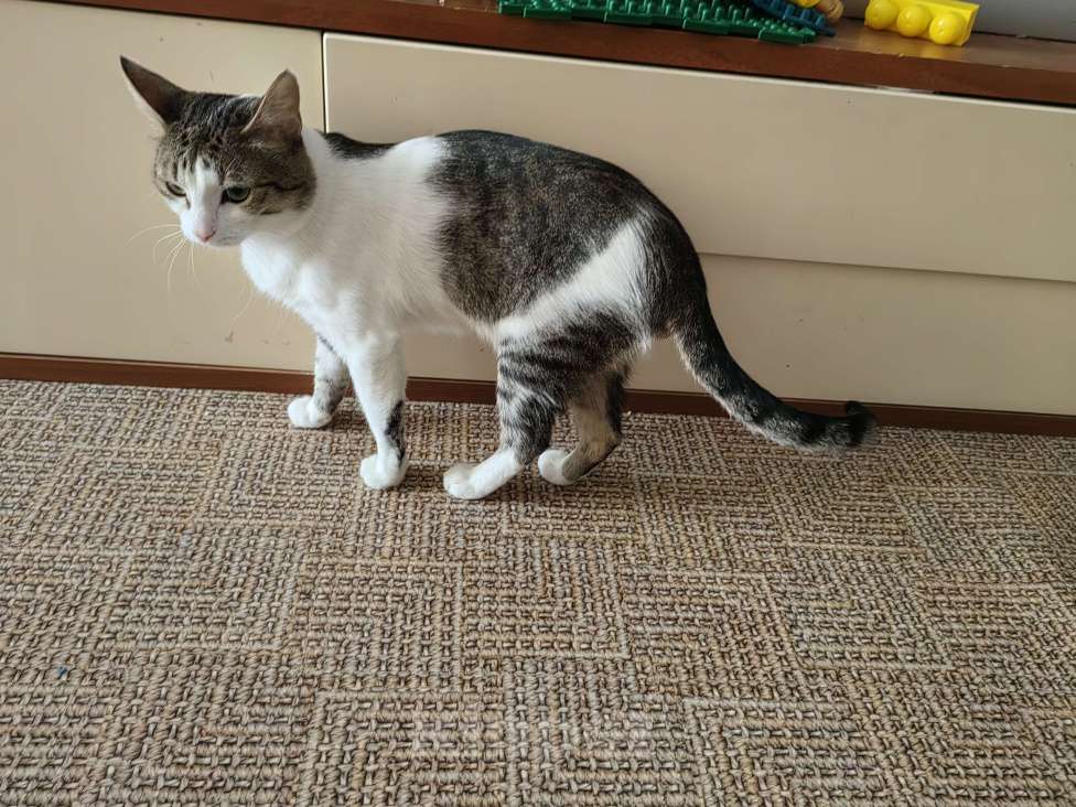 Кошки в Уфе: Рысик Мальчик, Бесплатно - фото 5