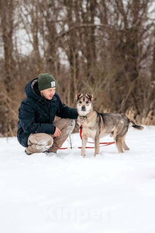 Собаки в Москве: Милый оптимист Джек ищет дом Мальчик, 1 руб. - фото 4