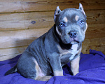 Собаки в Сергиеве Посаде: Девочка американскийх булли. Девочка, 80 000 руб. - фото 5