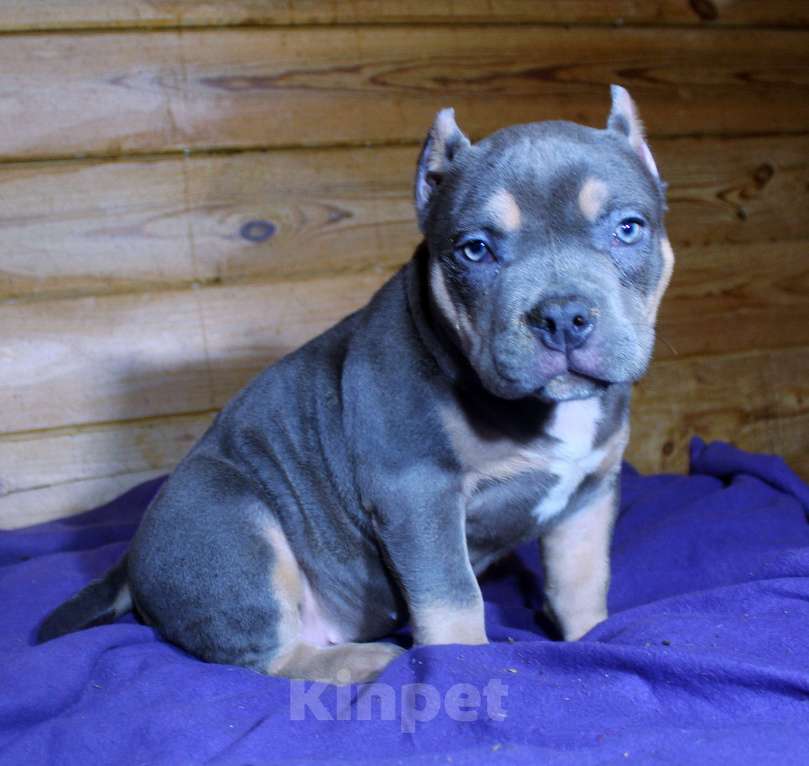 Собаки в Сергиеве Посаде: Девочка американскийх булли. Девочка, 80 000 руб. - фото 5