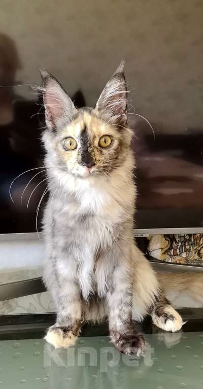 Кошки в Краснодаре: ОЛИВИЯ Девочка, 45 000 руб. - фото 3