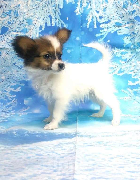 Собаки в Красноармейске: Щенки папийона бело-соболиные Девочка, 40 000 руб. - фото 1