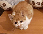 Кошки в Москве: Рыжая Апельсинка, котенок-девочка ищет дом Девочка, 1 руб. - фото 3