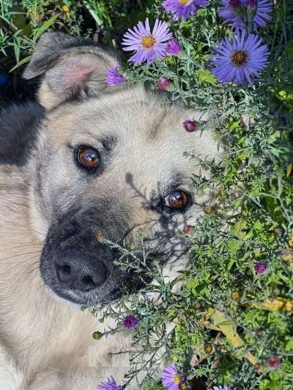 Собаки в Москве: Молодой небольшой чудесный пёсик Люмос в добрые руки Мальчик, Бесплатно - фото 7