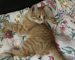 Кошки в Ростове-на-Дону: Котята. Мальчик и девочка. Девочка, Бесплатно - фото 10