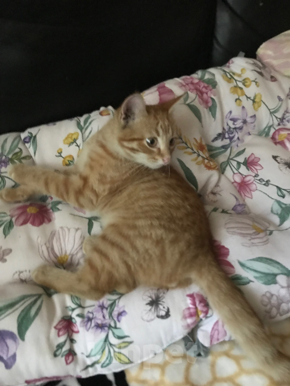 Кошки в Ростове-на-Дону: Котята. Мальчик и девочка. Девочка, Бесплатно - фото 10