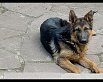 Собаки в Москве: Отдам немецкую овчарку в добрые руки Мальчик, Бесплатно - фото 2