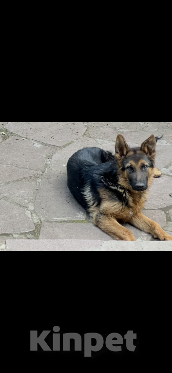 Собаки в Москве: Отдам немецкую овчарку в добрые руки Мальчик, Бесплатно - фото 2