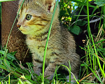 Кошки в Зеленодольске: Девочка 1 Девочка, Бесплатно - фото 2