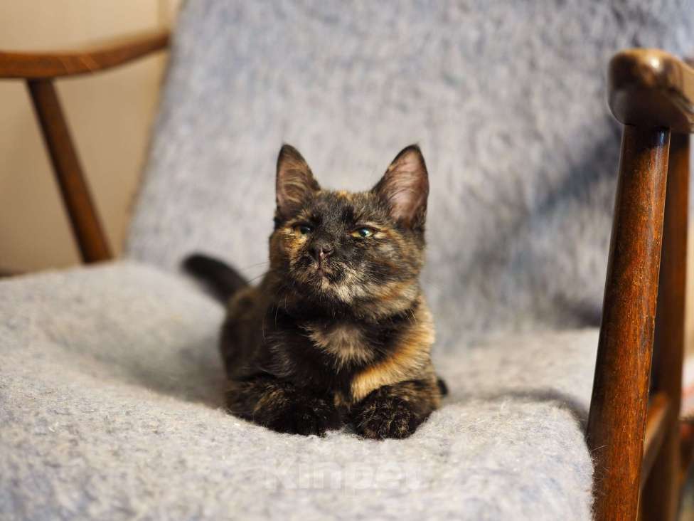 Кошки в Москве: Трехцветный котёнок Пеппи в добрые руки Девочка, 1 руб. - фото 9